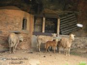 Ovejas y horno de barro